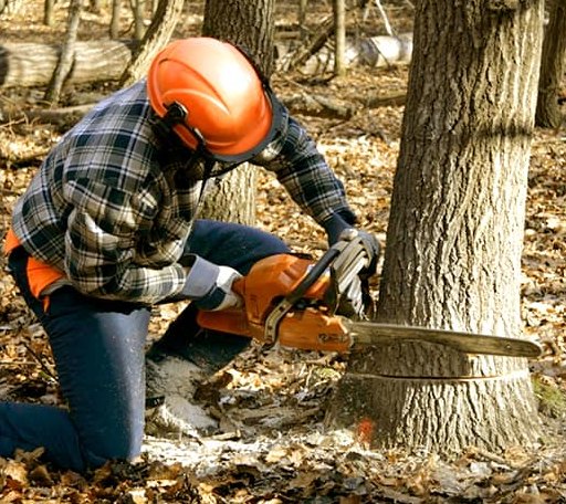 Tree Removal in Holcomb, KS